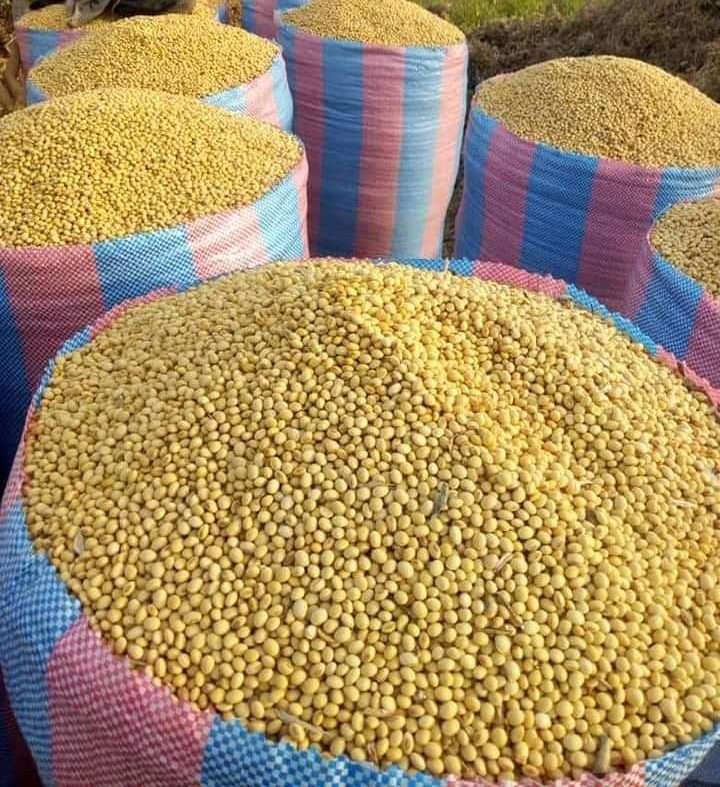 Soybeans (Non-GMO)